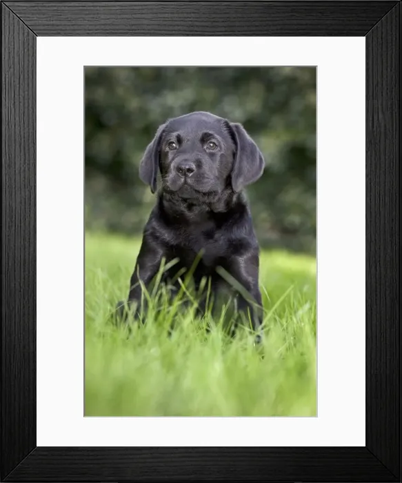 Framed Print : Dog - Black Labrador - puppy in garden Framed Print : Dog - Black Labrador - puppy in garden