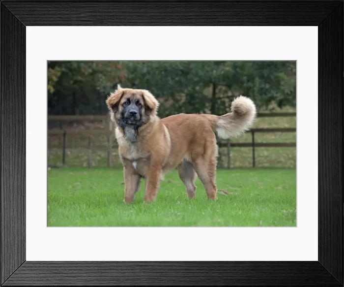 Framed Print : Dog - Leonberger Framed Print : Dog - Leonberger