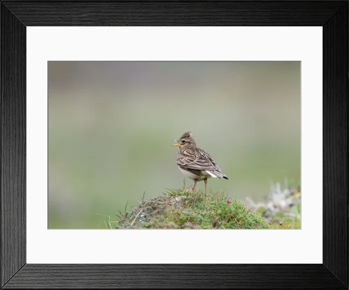 Framed Print : Skylark - calling - UK Framed Print : Skylark - calling - UK