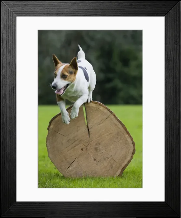 Framed Print : Dog - Jack Russell jumping over cut tree trunk Framed Print : Dog - Jack Russell jumping over cut tree trunk