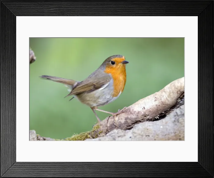 Framed Print : Robin - UK Framed Print : Robin - UK