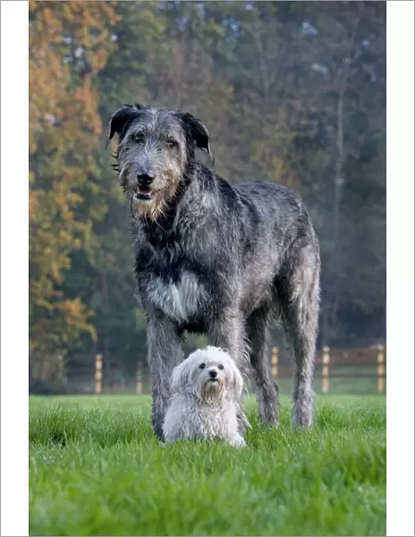 Dog - Irish Wolfhound with Maltese dog
