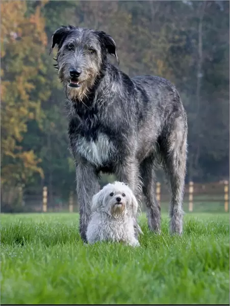 Dog - Irish Wolfhound with Maltese dog