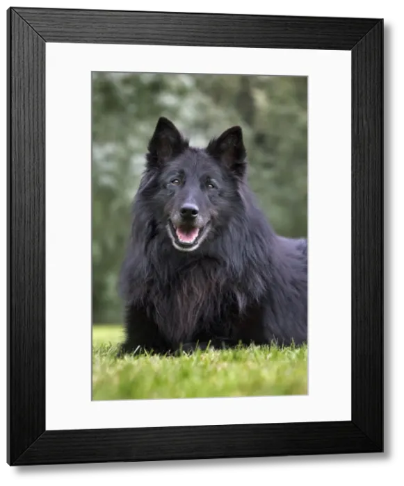 Framed Print : Dog - Belgian Shepherd Groenendael Framed Print : Dog - Belgian Shepherd Groenendael