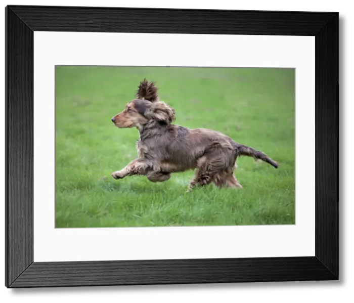 Framed Print : Dog - English Cocker Spaniel - running Framed Print : Dog - English Cocker Spaniel - running