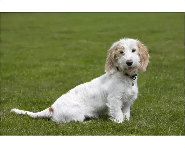 Dog - Basset Griffon Veneen - young dog