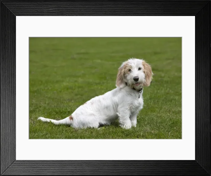 Framed Print : Dog - Basset Griffon Veneen - young dog