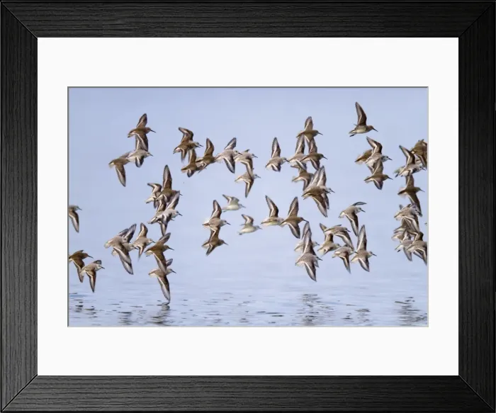 Framed Print : Sanderling and Dunlin (Calidris alpina) in flight - UK Framed Print : Sanderling and Dunlin (Calidris alpina) in flight - UK