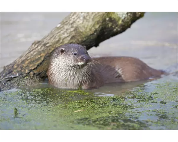 Otter - in water - UK
