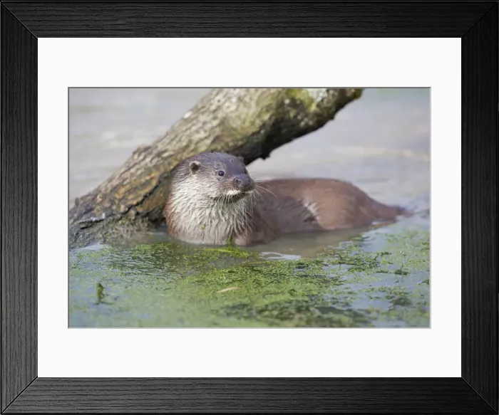 Framed Print : Otter - in water - UK Framed Print : Otter - in water - UK