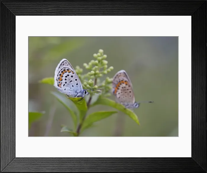 Framed Print : Silver Studded Blue Butterfly - Cornwall - UK