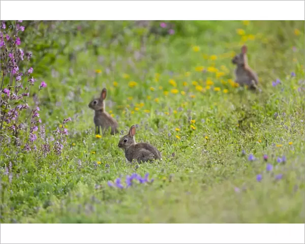 Rabbits - Boscregan - Cornwall - UK