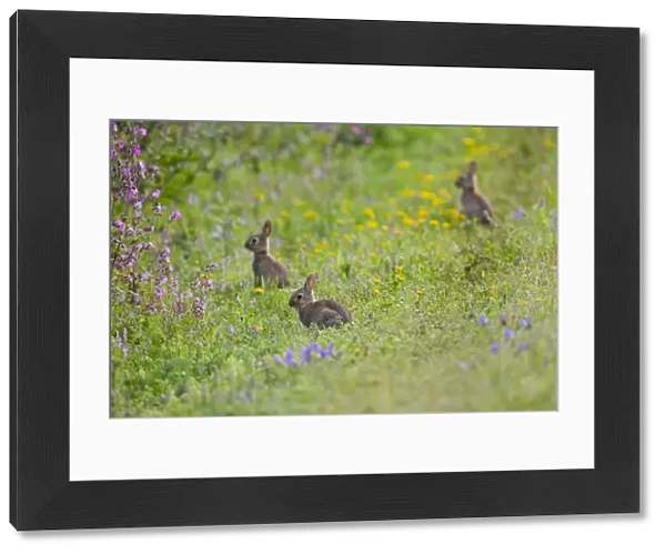 Rabbits - Boscregan - Cornwall - UK