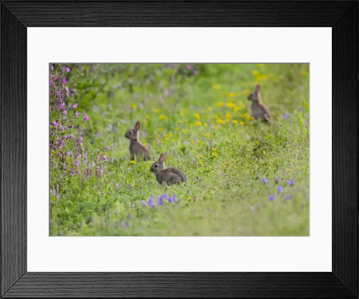 Framed Print : Rabbits - Boscregan - Cornwall - UK Framed Print : Rabbits - Boscregan - Cornwall - UK