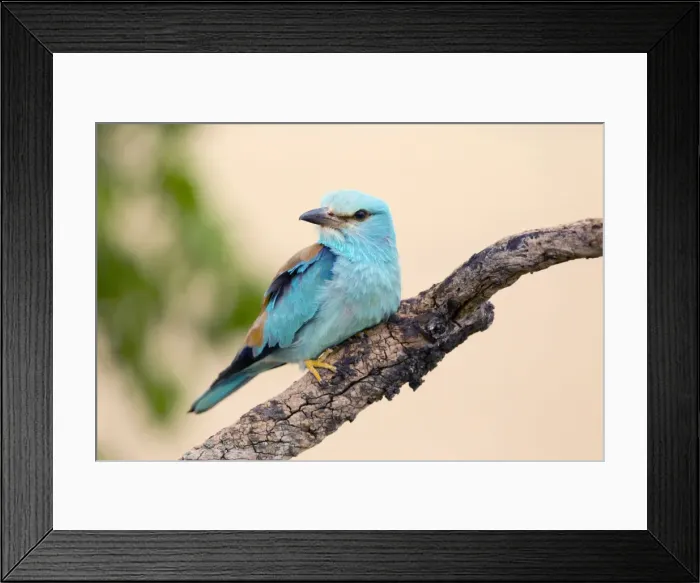 Framed Print : Roller - Spain Framed Print : Roller - Spain