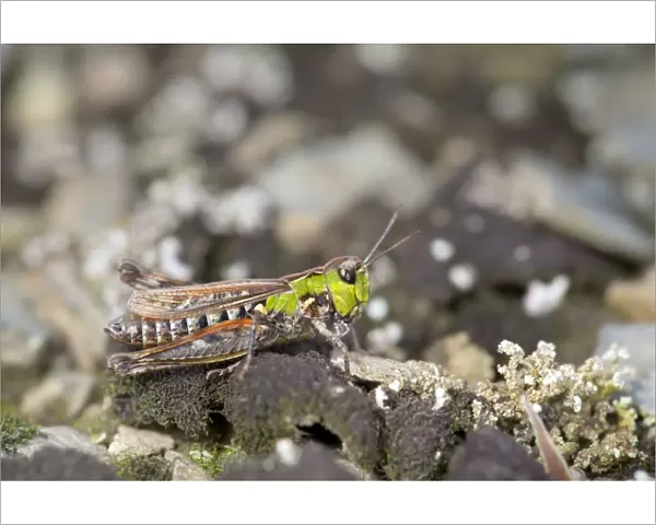 Mottled Grasshopper - Cornwall - UK