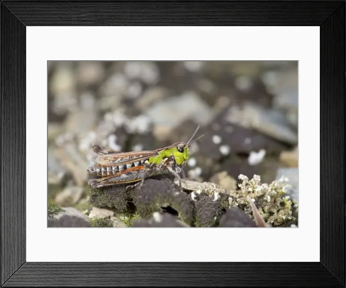Framed Print : Mottled Grasshopper - Cornwall - UK Framed Print : Mottled Grasshopper - Cornwall - UK