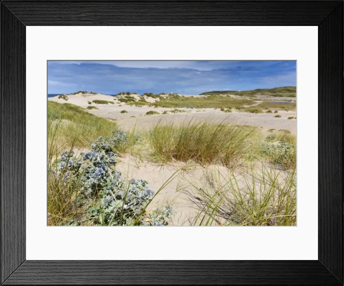 Framed Print : St Gothian Sands - with Sea Holly in foreground - Cornwall, UK Framed Print : St Gothian Sands - with Sea Holly in foreground - Cornwall, UK