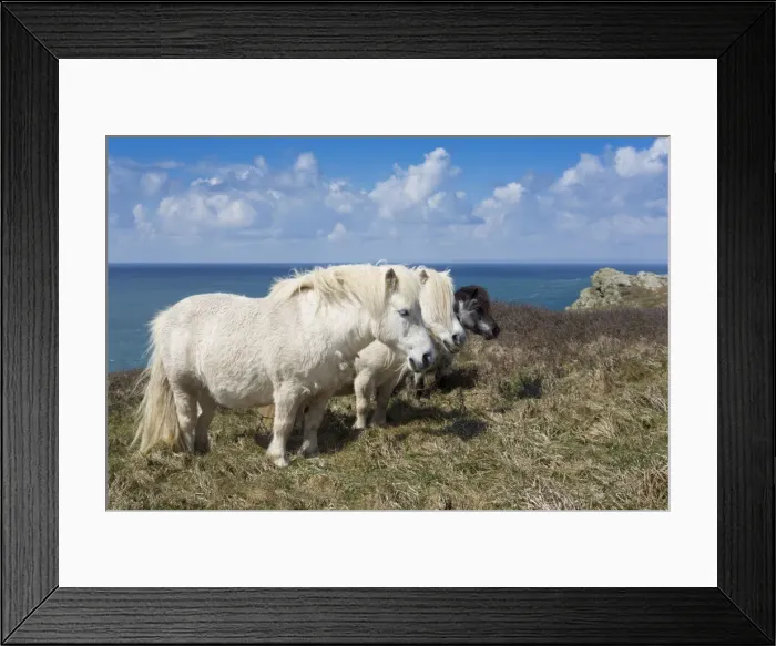 Framed Print : Shetland Ponies - Conservation Grazing - Lizard Point, Cornwall, UK