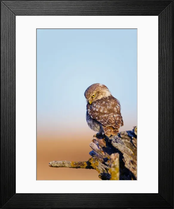 Framed Print : Little Owl - Spain Framed Print : Little Owl - Spain