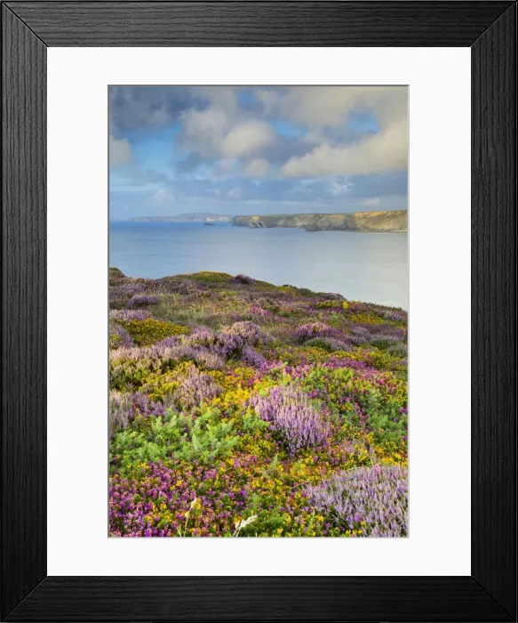 Framed Print : Heathland - North Cliffs - near Camborne - Cornwall - UK Framed Print : Heathland - North Cliffs - near Camborne - Cornwall - UK
