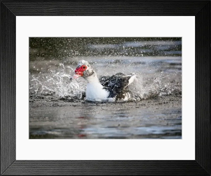 Framed Print : Muscovy Duck - bathing - UK Framed Print : Muscovy Duck - bathing - UK
