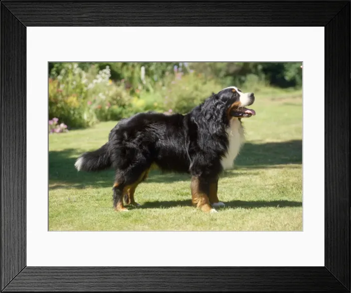 Framed Print : Bernese Mountain Dog Framed Print : Bernese Mountain Dog