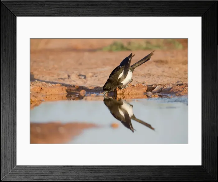 Framed Print : Magpie - drinking at pool - Spain Framed Print : Magpie - drinking at pool - Spain