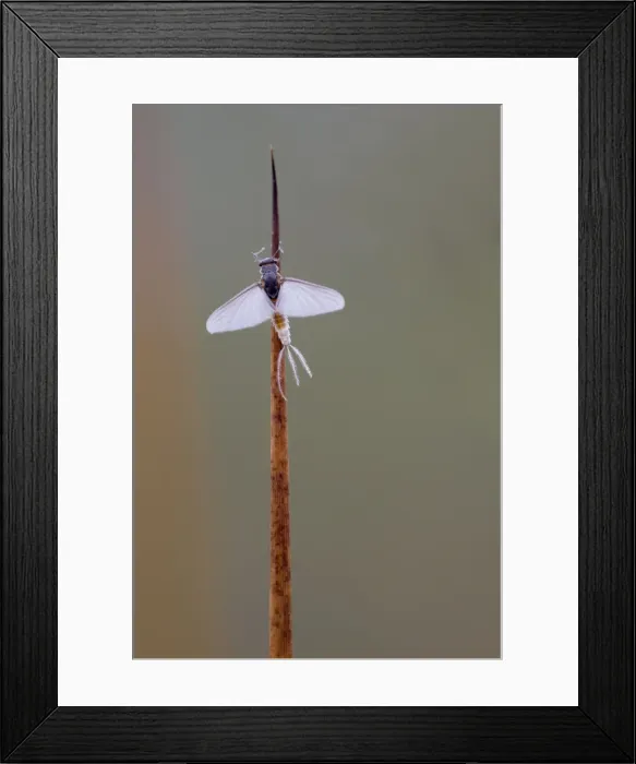 Framed Print : Mayfly - Cornwall - UK Framed Print : Mayfly - Cornwall - UK