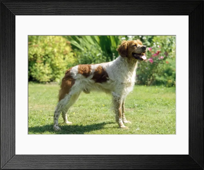 Framed Print : Brittany Dog Framed Print : Brittany Dog
