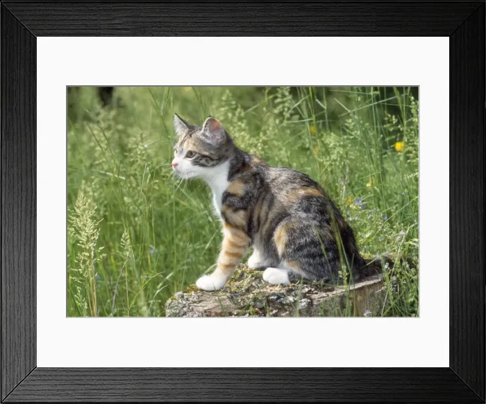 Framed Print : Cat - kitten on log Framed Print : Cat - kitten on log