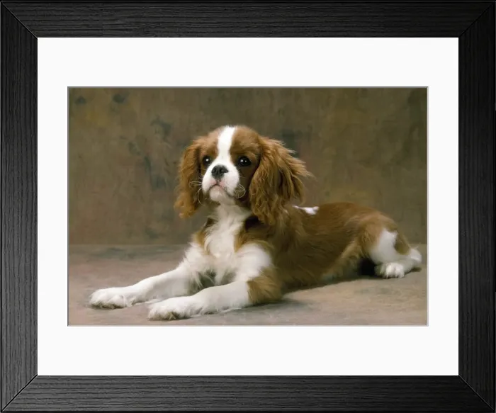 Framed Print : Cavalier King Charles Spaniel Dog - lying down Framed Print : Cavalier King Charles Spaniel Dog - lying down