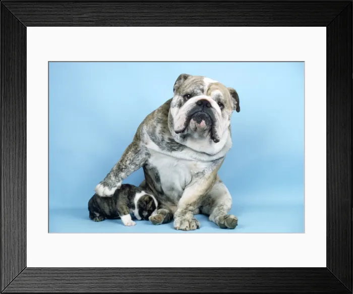 Framed Print : Bulldog - and puppy Framed Print : Bulldog - and puppy