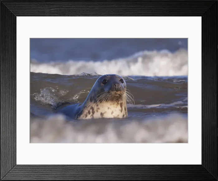 Framed Print : Grey Seal - in waves along coastline - Lincolnshire - England Framed Print : Grey Seal - in waves along coastline - Lincolnshire - England