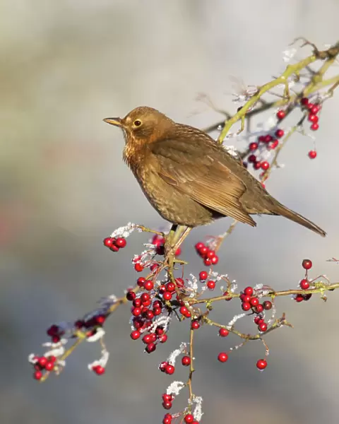 Blackbird - feeding on frosty berries in hawthorn tree - Cannock Chase - Staffordshire - England