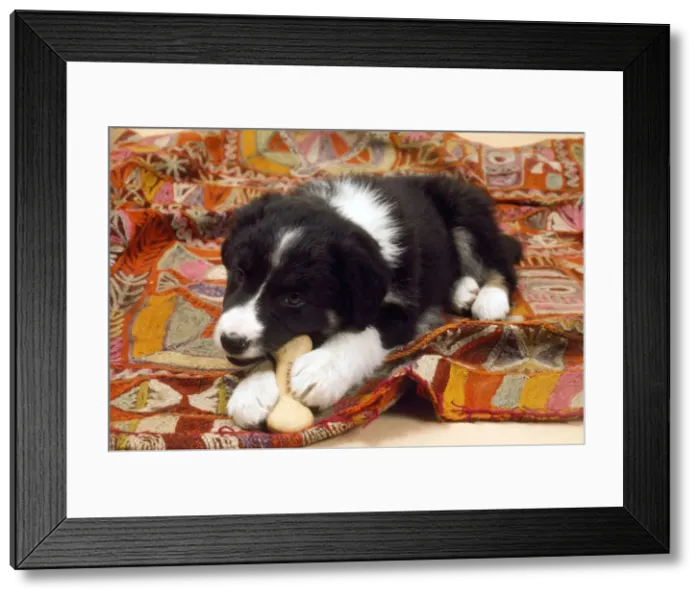 Framed Print : Border Collie Sheep Dog - puppy Framed Print : Border Collie Sheep Dog - puppy