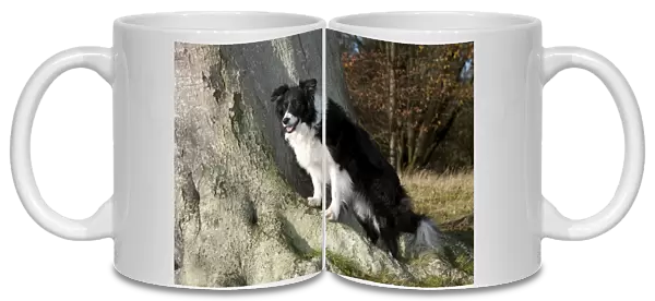 DOG - Border collie standing on tree roots