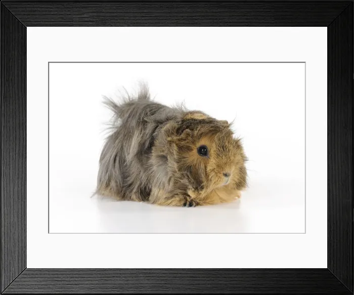 Framed Print : Guinea pig Framed Print : Guinea pig