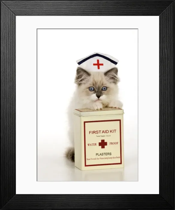 Framed Print : CAT - Ragdoll kitting wearing nurses hat with box of plasters Framed Print : CAT - Ragdoll kitting wearing nurses hat with box of plasters
