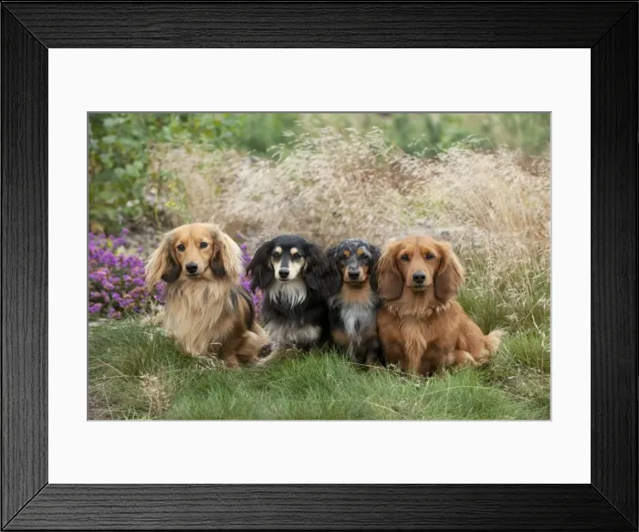 Framed Print : DOG - Miniature long haired dachshunds sitting in a row Framed Print : DOG - Miniature long haired dachshunds sitting in a row