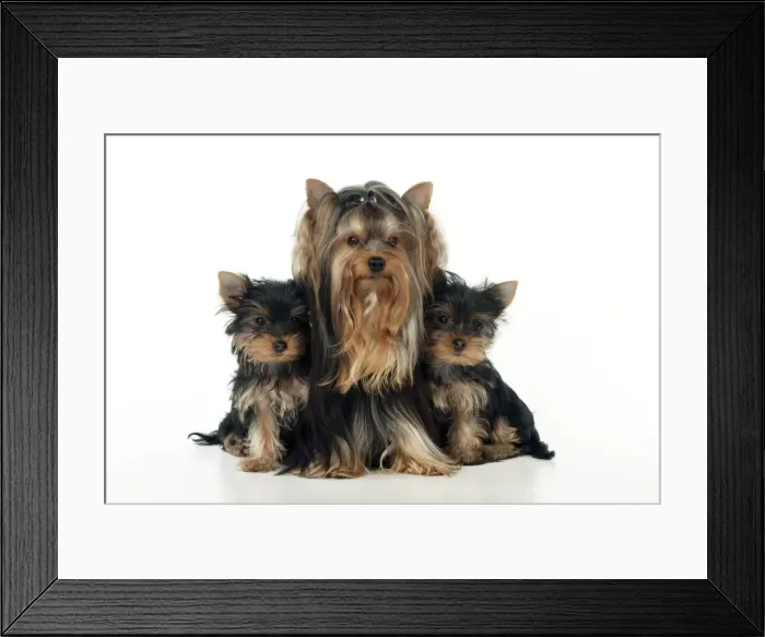 Framed Print : DOG - Yorkshire terrier sitting with two yorkshire terrier puppies Framed Print : DOG - Yorkshire terrier sitting with two yorkshire terrier puppies