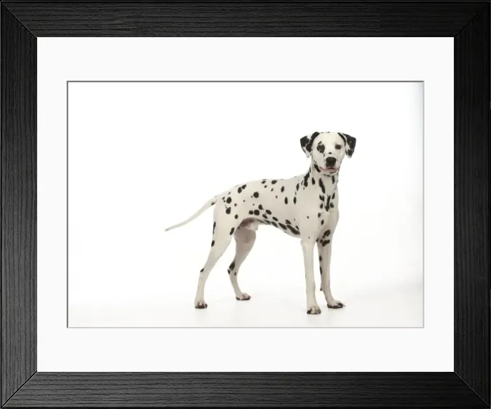 Framed Print : DOG - Dalmatian standing Framed Print : DOG - Dalmatian standing