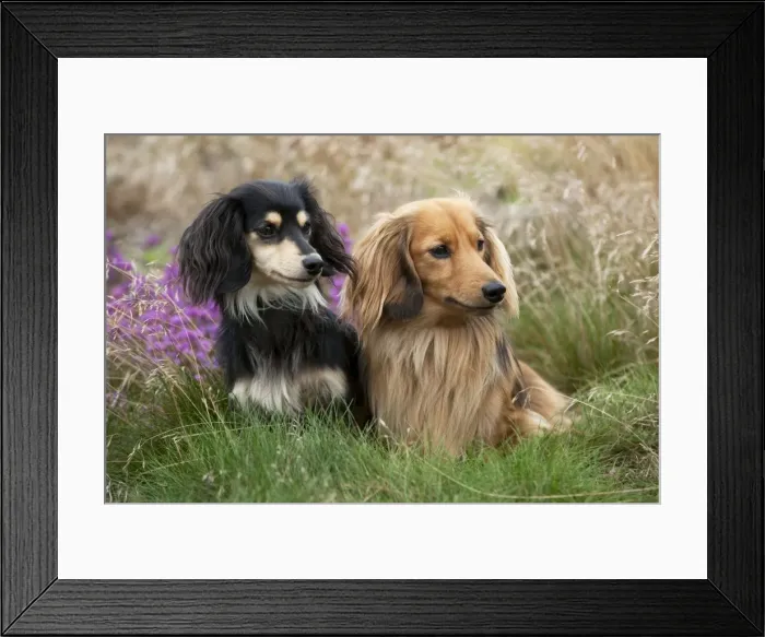 Framed Print : DOG - Miniature long haired dachshunds sitting together Framed Print : DOG - Miniature long haired dachshunds sitting together