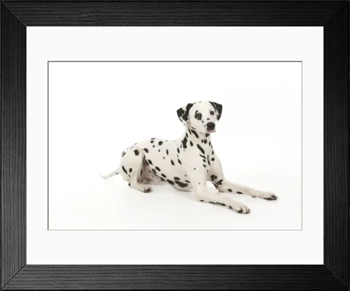 Framed Print : DOG - Dalmatian laying down Framed Print : DOG - Dalmatian laying down