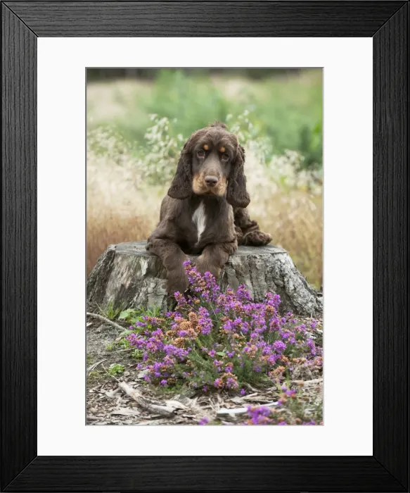 Framed Print : DOG - Cocker spaniel sitting on tree stump Framed Print : DOG - Cocker spaniel sitting on tree stump