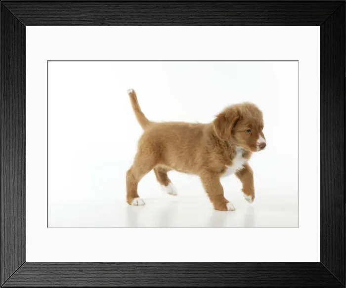 Framed Print : DOG - Nova scotia duck tolling retriever puppy (8 weeks) Framed Print : DOG - Nova scotia duck tolling retriever puppy (8 weeks)