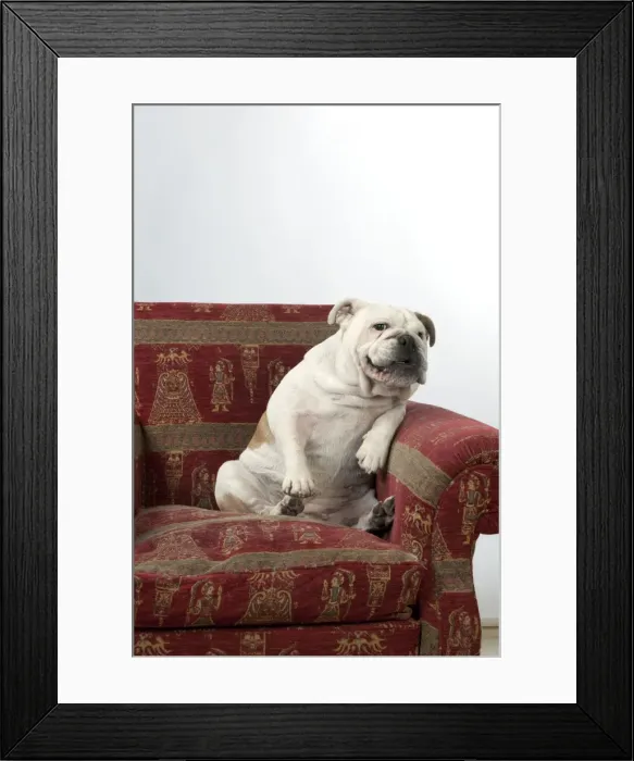 Framed Print : DOG - Bulldog in chair Framed Print : DOG - Bulldog in chair