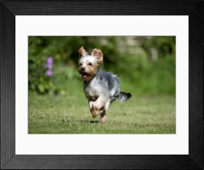 Framed Print : DOG - Yorkshire terrier running in garden Framed Print : DOG - Yorkshire terrier running in garden