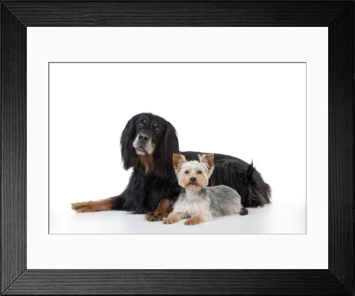 Framed Print : DOG - Gordon setter sitting with yorkshire terrier Framed Print : DOG - Gordon setter sitting with yorkshire terrier