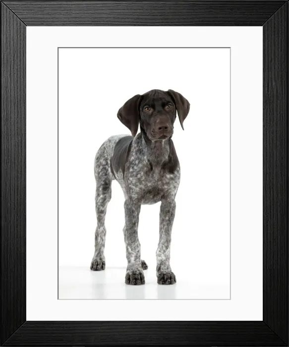 Framed Print : DOG - German Shorthaired Pointer - standing Framed Print : DOG - German Shorthaired Pointer - standing